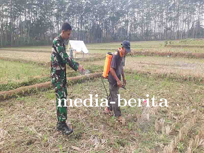 Kodim 0704 Banjarnegara Melaksanakan Pendampingan Petani Dalam Penyemprotan Tanaman Jagung Di Lahan
