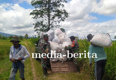 Dorong Ketahanan Pangan, Babinsa Nimboran Panen Padi Bersama Warga