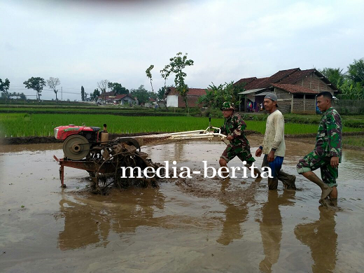 Dukung Ketahanan Pangan Danramil Beserta Anggota Bantu Olah Lahan Persiapan Tanam Padi