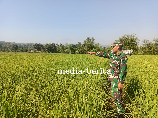 Tanaman Padi Jenis Pro Tani Demplot Kodim 0712 Tegal Tumbuh Subur di Desa Karanganyar