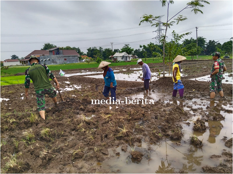 Babinsa Koramil Lebaksiu Dampingi Petani Tanam Padi