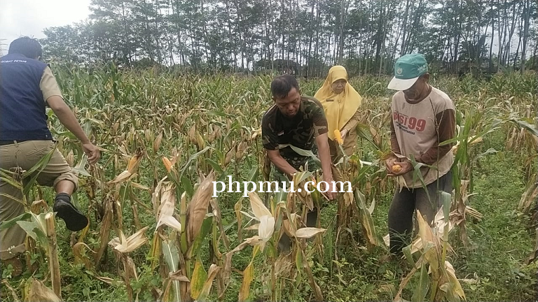 Metode Ubinan Sebagai Tolak Ukur Per Petak