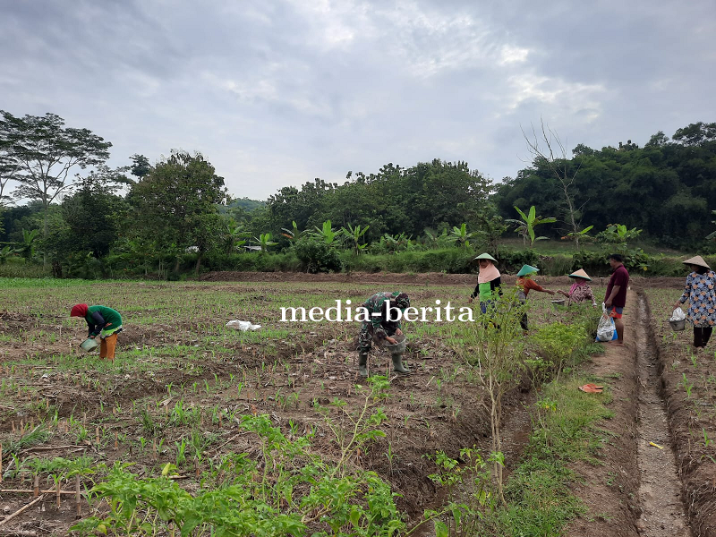 Pemupukan Jagung lahan Ketahanan Pangan Kodim 0712/Tegal